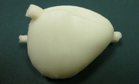 Prostate gland, Urethra and Ejaculatory Duct -Exact 3D shape and size